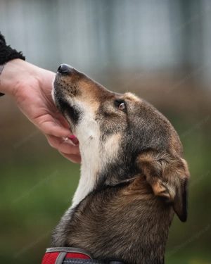 Schüchterne Luna sucht Verständnisvolle Menschen Bild 3