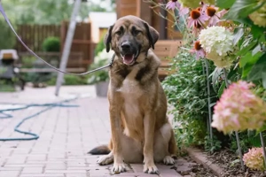 Aksi möchte ihre ganze Liebe zeigen Bild 2