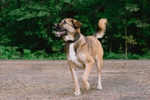 Aksi möchte ihre ganze Liebe zeigen Bild 3