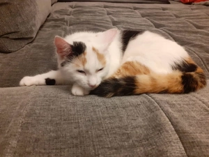 Katze vermisst Bild 4