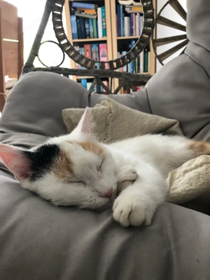 Katze vermisst Bild 2