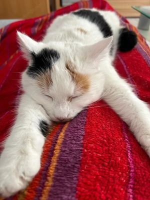 Katze vermisst Bild 3