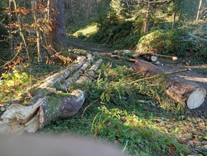 Brennholz hart zu verkaufen Bild 3