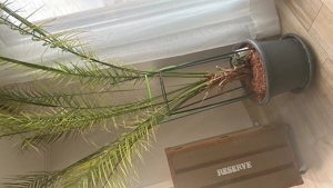 Dattelpalme zu verkaufen