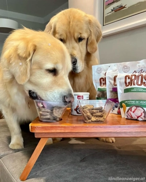 Wunderschöner Wurf Golden-Retriever-Welpen abzugeben.