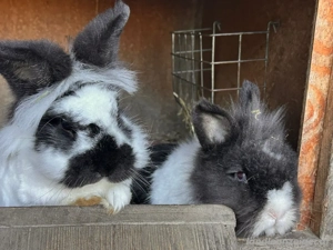 Hasenstall mit neun Boxen Bild 2