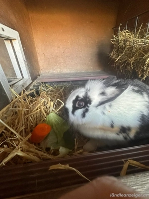 Hasenstall mit neun Boxen Bild 3