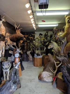 Hochwertige Tierpräparate zu verkaufen Bild 3