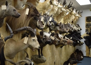 Hochwertige Tierpräparate zu verkaufen Bild 5