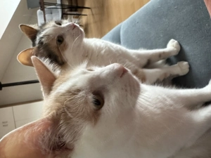 Katzensitter gesucht (Bludenz)