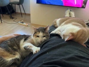 Katzensitter gesucht (Bludenz) Bild 3