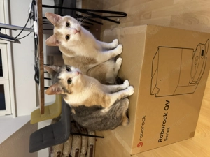 Katzensitter gesucht (Bludenz) Bild 2