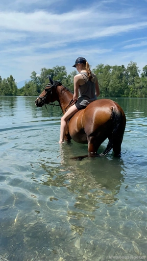 Suche Reit- oder Pflegebeteiligung