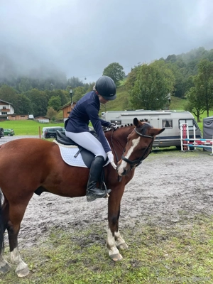 Suche Reit- oder Pflegebeteiligung Bild 3