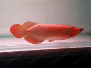 Wunderschöne Arowana Fisch ca. 30 cm groß.