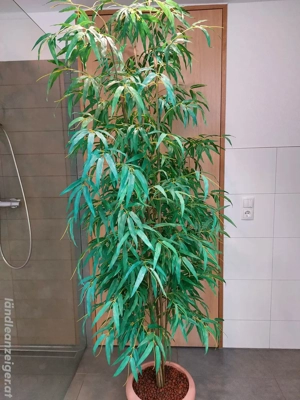 Bambusbaum  (Kunstpflanze) Bild 2