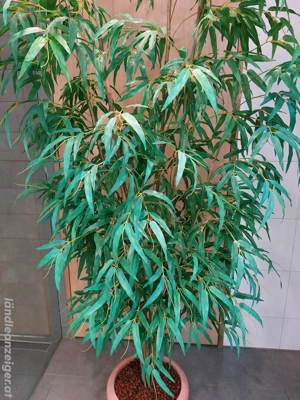 Bambusbaum  (Kunstpflanze) Bild 3