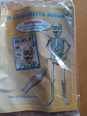 Bausatz Mensch ,bau dir dein Skelett Bild 2