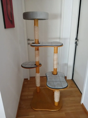 Kater 4 Jahre alt Bild 2