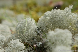 Panasonic GH4 Komplettpaket - super Zustand. Bild 4