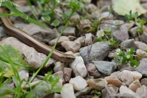 Panasonic GH4 Komplettpaket - super Zustand. Bild 6