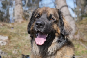 Panasonic GH4 Komplettpaket - super Zustand. Bild 3