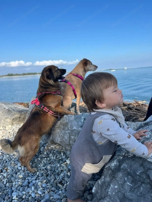 Frieda sucht ihre Menschen <3 Bild 3