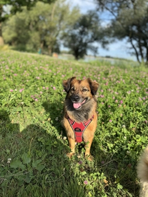 Frieda sucht ihre Menschen <3