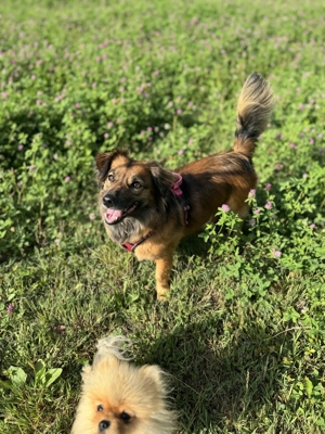 Frieda sucht ihre Menschen <3 Bild 4