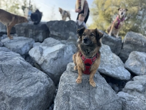 Frieda sucht ihre Menschen <3 Bild 6