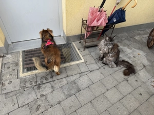 Frieda sucht ihre Menschen <3 Bild 8