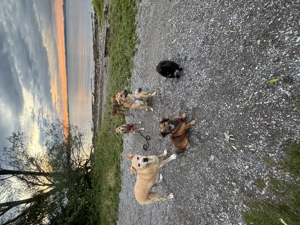 Frieda sucht ihre Menschen <3 Bild 10