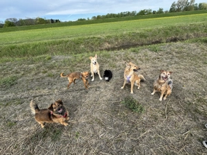 Frieda sucht ihre Menschen <3 Bild 9