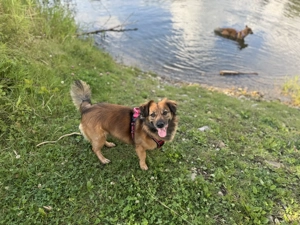 Frieda sucht ihre Menschen <3 Bild 11