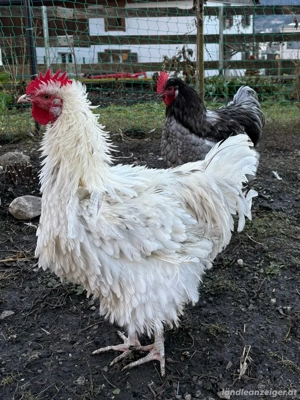 Junghähne abzugeben