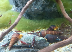 Kardinals garnelen fürs aquarium Bild 2