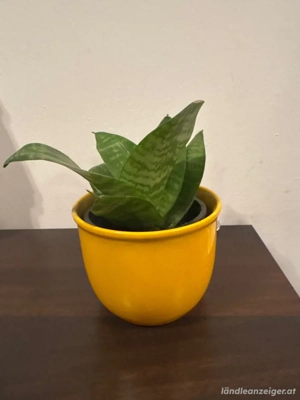 Zimmerpflanze Bild 2