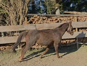 12 jähriger wallach  endmass pony zum verkaufen Bild 2