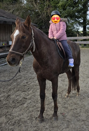 12 jähriger wallach  endmass pony zum verkaufen Bild 4