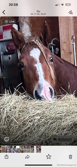 Stalldienst und Ponypflege 