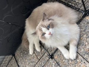 Ragdoll Damen  Bild 2