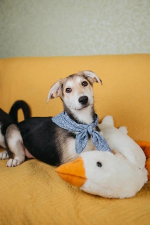 Zuckersüße Luna sucht ihre Familie