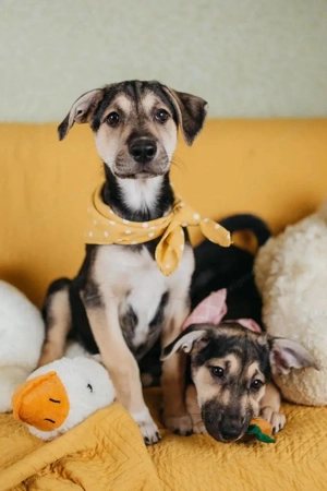 Kleine Ruby möchte eine Familie