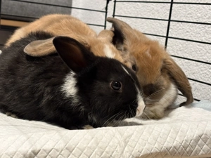 Zwergkanninchen suchen neue Besitzer