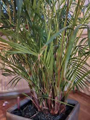 Palme Goldfruchtpalme in Lechuza Pflanzdopf