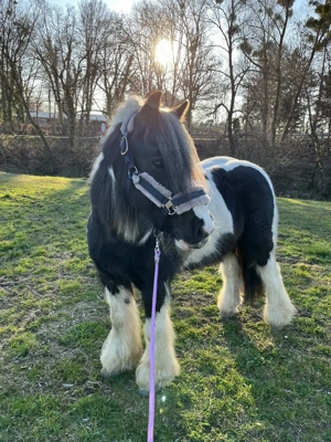 Reitbeteiligung Tinkerstute Bild 2