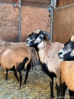 [RESERVIERT] Kamerunschafe suchen neues Zuhause Bild 5