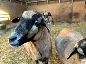 [RESERVIERT] Kamerunschafe suchen neues Zuhause Bild 4