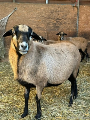 [RESERVIERT] Kamerunschafe suchen neues Zuhause Bild 3