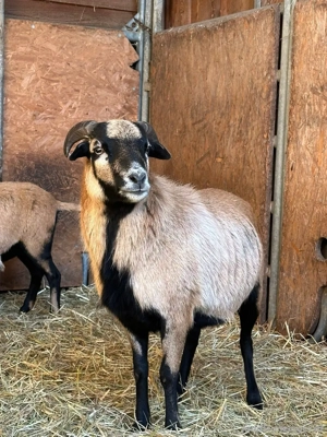 [RESERVIERT] Kamerunschafe suchen neues Zuhause Bild 2